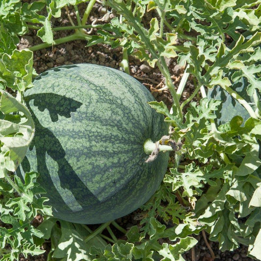 Organic Sugar Baby Watermelon Seeds from Grow Organic, small vegetable seeds for home gardening displayed in seed packet.