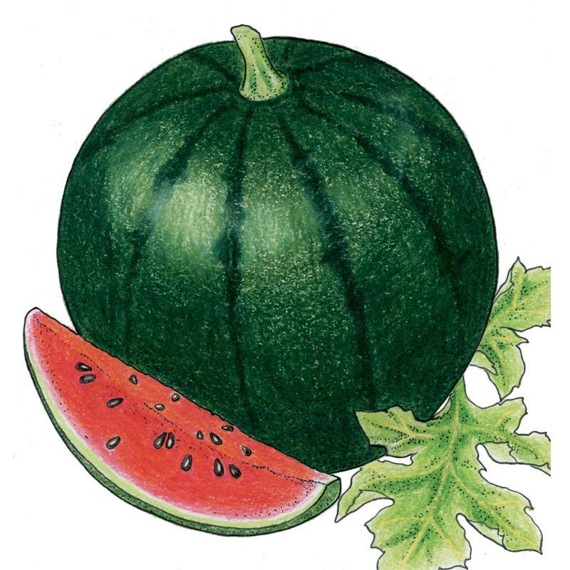 Organic Sugar Baby Watermelon Seeds from Grow Organic, small vegetable seeds for growing sweet, miniature watermelons.