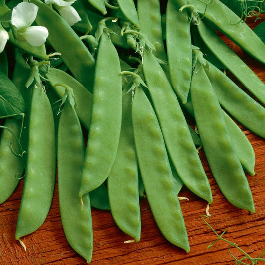 Organic Sugar Daddy Pea Seeds by Grow Organic, vegetable seeds pack for growing sweet, delicious peas in your garden.