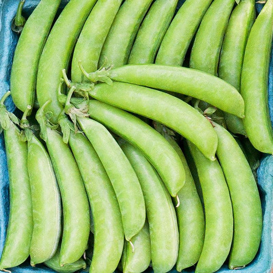 Organic Sugar Snap Pea Seeds from Grow Organic, fresh vegetable seeds in a packet for gardening or planting.