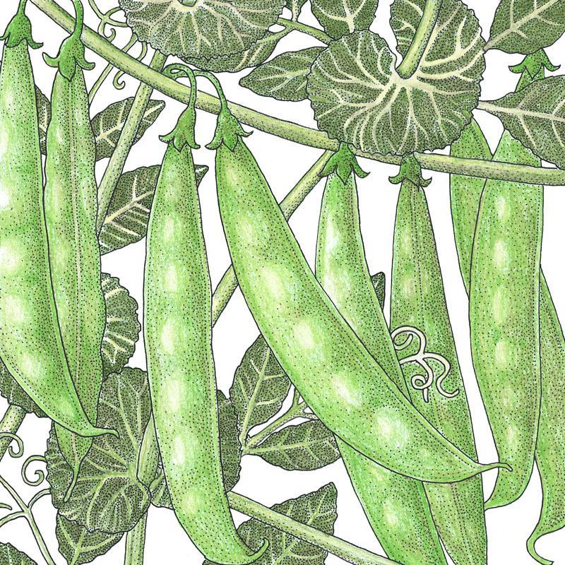 Organic sugar snap pea seeds from Grow Organic in a packet, ideal for planting vegetable seeds in your garden.