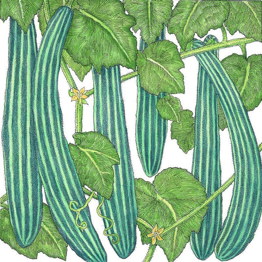 Organic Suyo Long Cucumber seeds from Grow Organic, packaged vegetable seeds for growing long cucumbers.