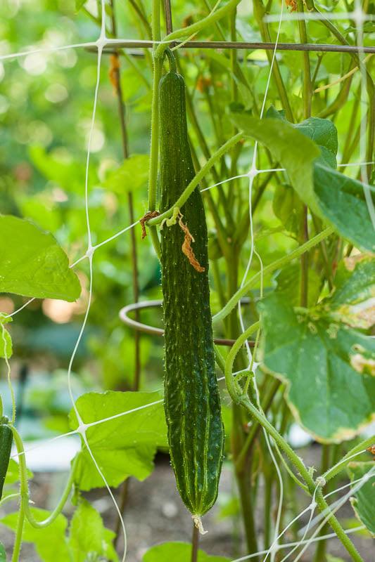 Organic Suyo Long cucumber seeds from Grow Organic, showing a packet of vegetable seeds for growing long cucumbers.