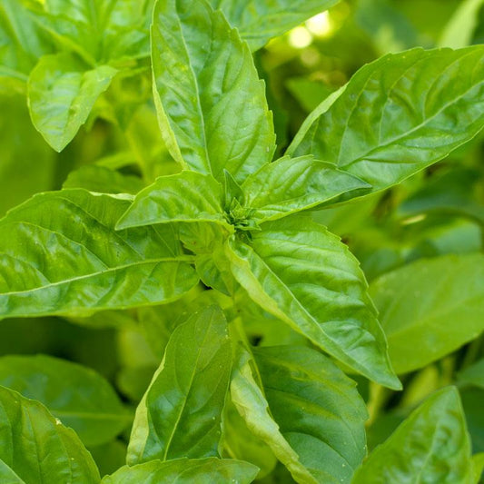 Organic sweet basil vegetable seeds from Grow Organic in a pack, ready for planting and growing fresh basil at home.