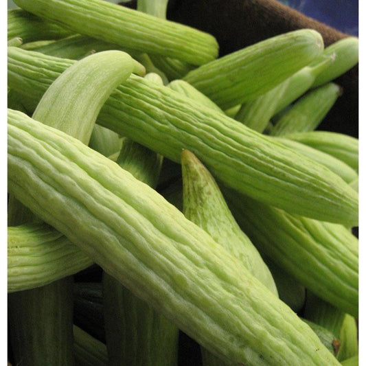 Organic Sweet Green Armenian cucumber seeds from Grow Organic, showing a packet of vegetable seeds for gardening.