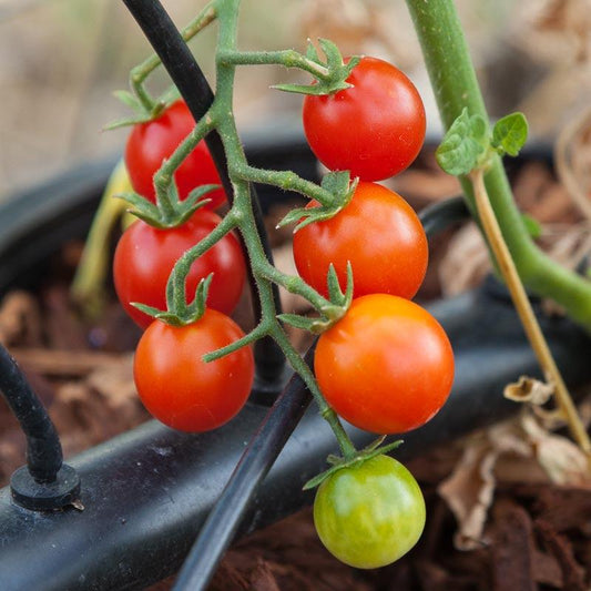 Organic Sweetie Tomato Seeds from Grow Organic, showing a pack of vegetable seeds with colorful label and seed illustration.