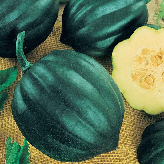 Organic Table Queen Acorn winter squash seeds in a Grow Organic vegetable seed packet, ready for planting.