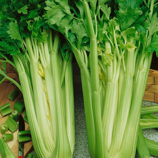 Organic Tall Utah Celery Seeds from Grow Organic, vegetable seed packet showing seeds and planting instructions.