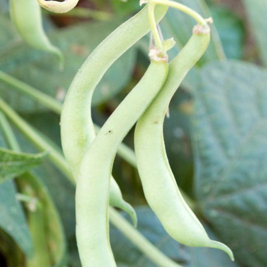 Organic Tendergreen Bush Bean Seeds by Grow Organic in a packet, ideal for vegetable gardening.