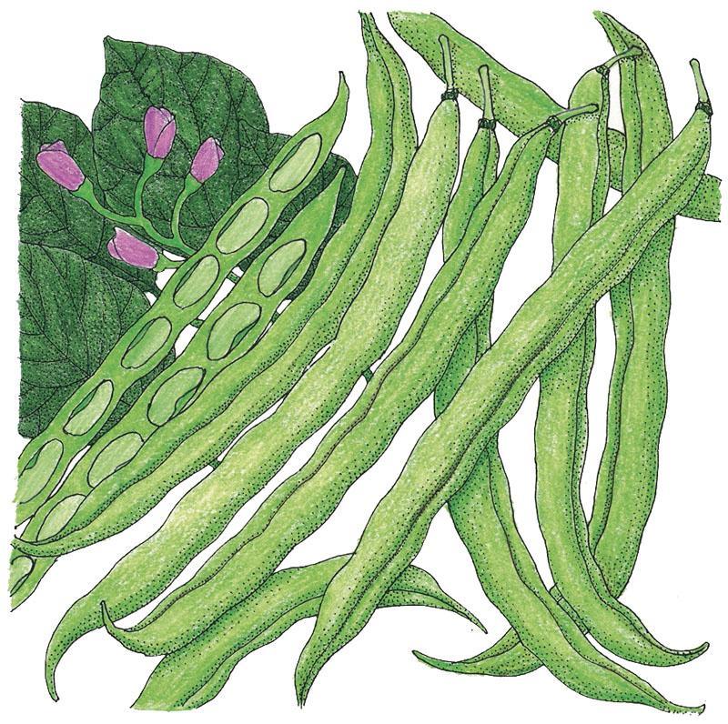 Organic Tendergreen Bush Bean Seeds by Grow Organic, vegetable seed pack showing vibrant seed packets for planting.