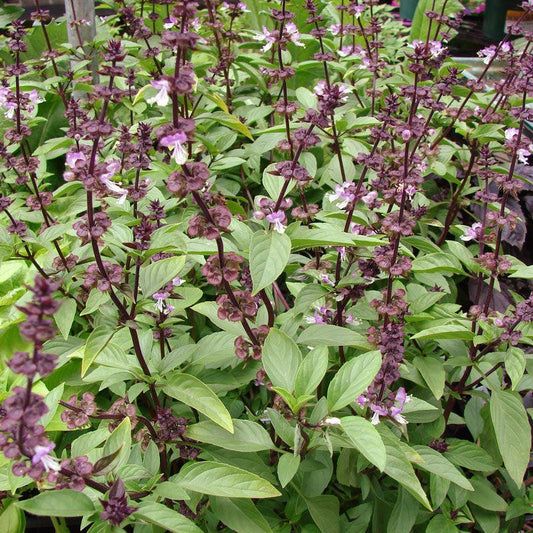 Organic Thai basil seeds from Grow Organic, vegetable seeds pack for growing fragrant Thai basil at home.