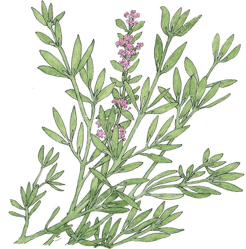 Organic German Winter Thyme vegetable seed pack by Grow Organic, showing a close-up of the seed packet with thyme illustration.