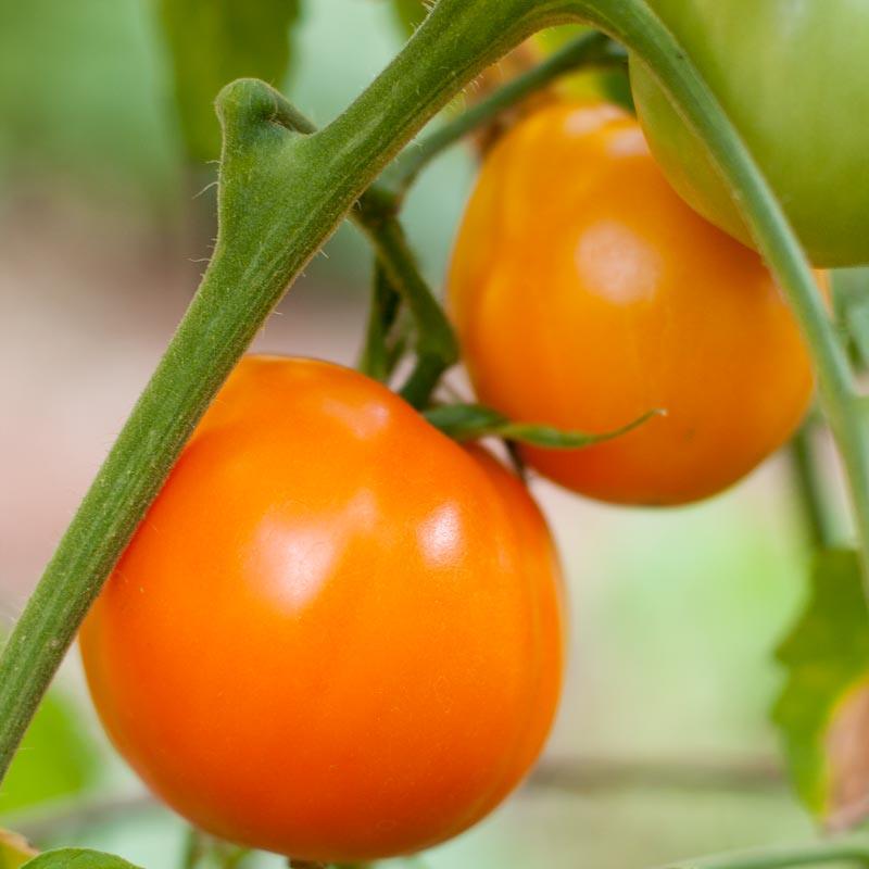 Organic Valencia Tomato Seeds from Grow Organic, vegetable seed pack featuring bright, ripe tomatoes ready for planting.