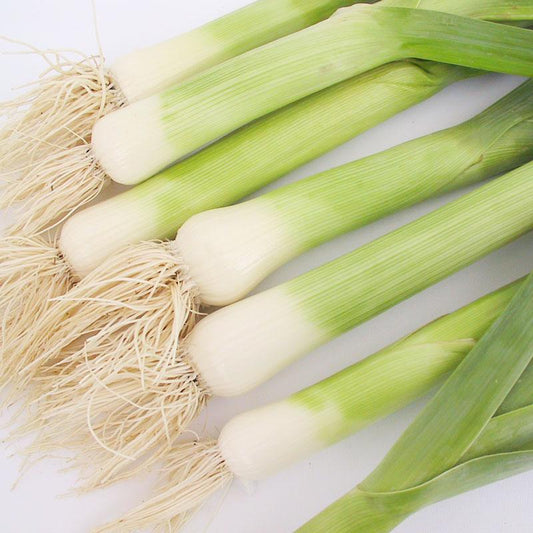 Organic Varna leek vegetable seeds by Grow Organic in a packet, ready for planting in vegetable gardens.