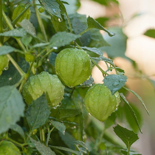 Organic Verde Tomatillo Seeds from Grow Organic, fresh vegetable seeds for planting and gardening.