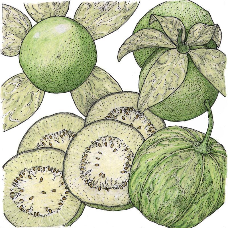 Organic Verde Tomatillo Seeds from Grow Organic, display of vegetable seed packet for planting tomatillos.