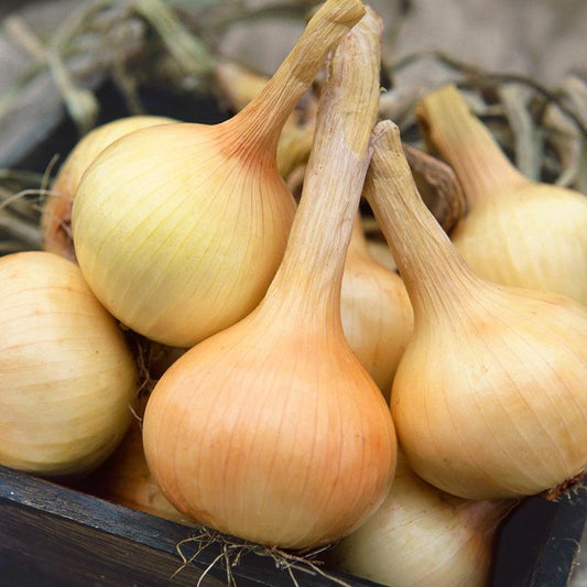 Organic Walla Walla Onion Seeds from Grow Organic, vegetable seed pack with colorful label and seed images.