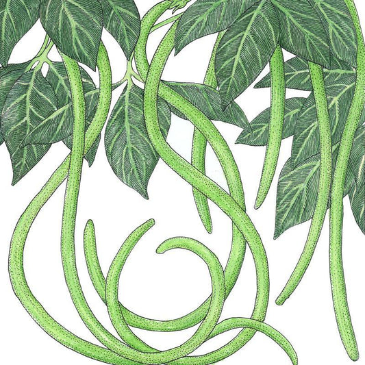 Organic yard long pole bean seeds from Grow Organic, packaged vegetable seeds for planting and growing long, healthy beans.