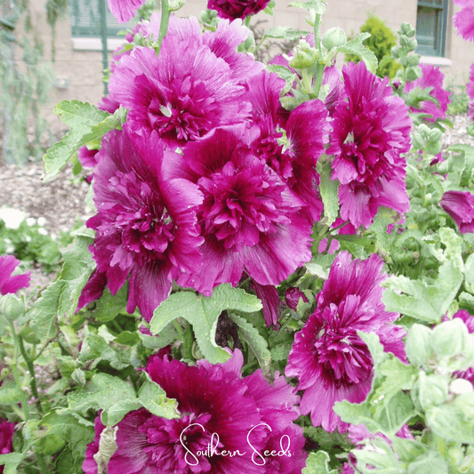 Queeny Purple Hollyhock seeds from Southern Seeds, close-up of vibrant purple hollyhock flower buds and foliage.