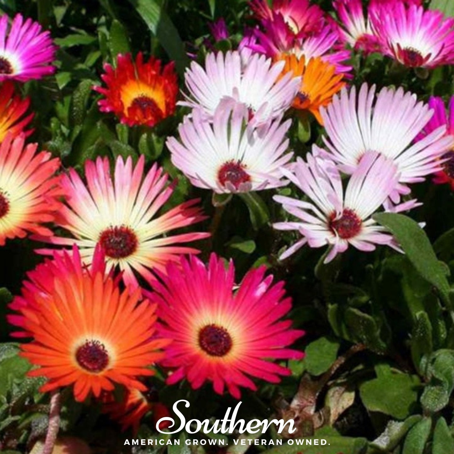 Ice Plant Mix by Southern Seeds with vibrant, succulent ice plants and colorful flowers, 200 seeds for garden planting.