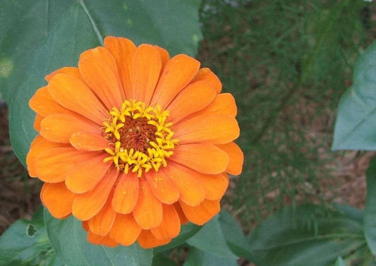 250 ORANGE CLASSIC ZINNIA Elegans (Narrow Leaf Zinnia / Creeping Zinnia) Flower Seeds