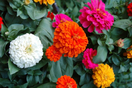 500 Mixed Colors CALIFORNIA GIANT ZINNIA Elegans Flower Seeds