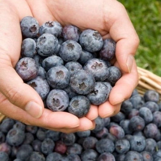 Chandler Blueberry - Blessings Grow Meadows