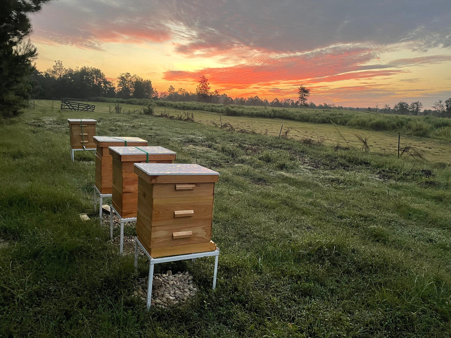Whipped Cream Raw Honey - The Lady May ~ Blessings Grow Meadows