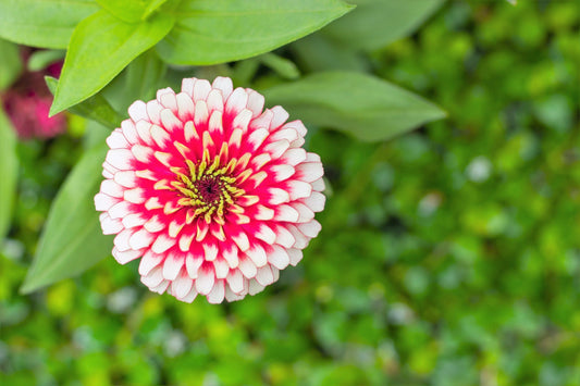 100 ICE QUEEN ZINNIA Elegans Bicolor Double Pink Red White Flower Seeds