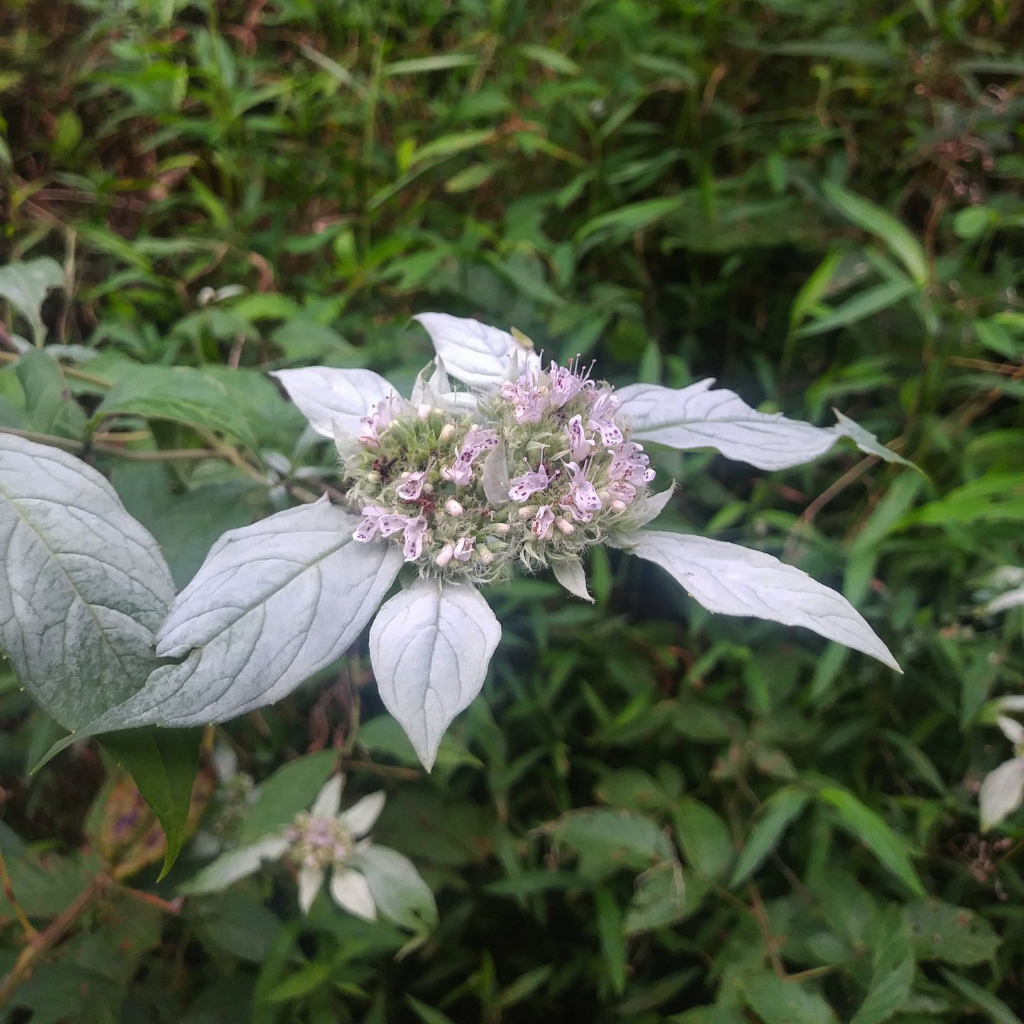 Mountain Mint Live Plant – Pycnanthemum muticum – Native Pollinator Perennial – Zones 4–8