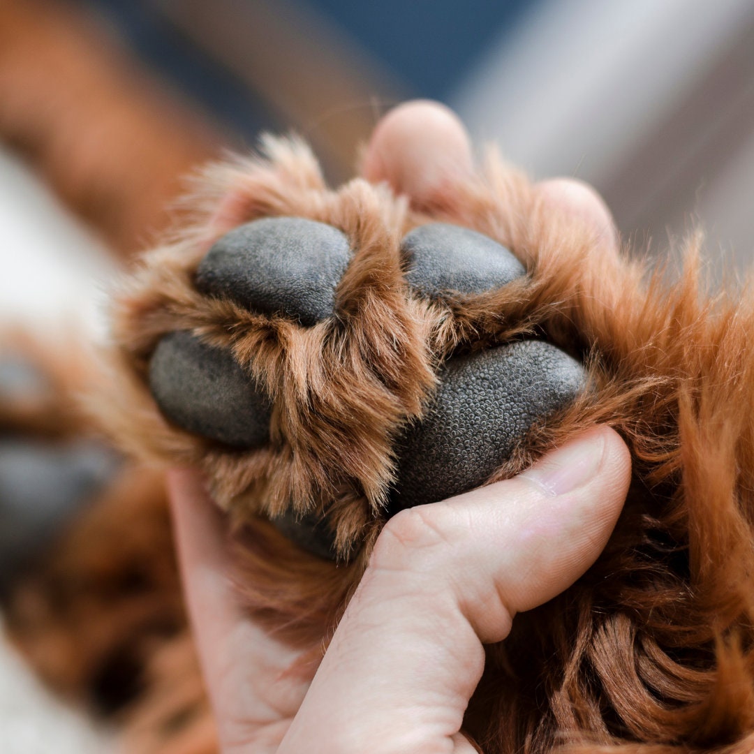 Paw & Nose Balm - Blessings Grow Meadows