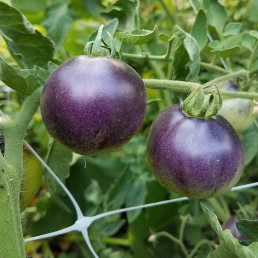 Indigo Apple Tomato Seeds (Organic) - Blessings Grow Meadows