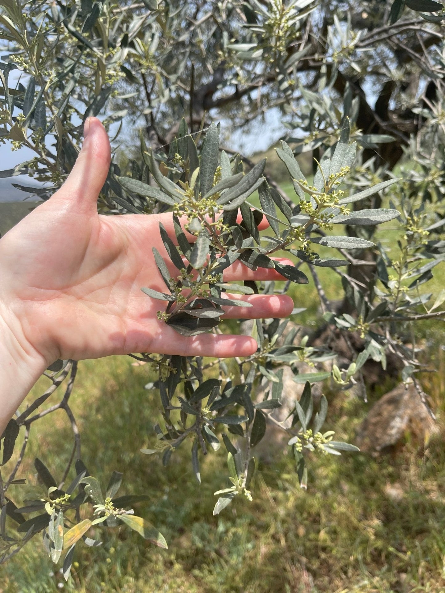 Kores Estate Greek extra virgin olive oil by Olive Crate, single estate PDO Manaki, dark glass bottle with olive branches.