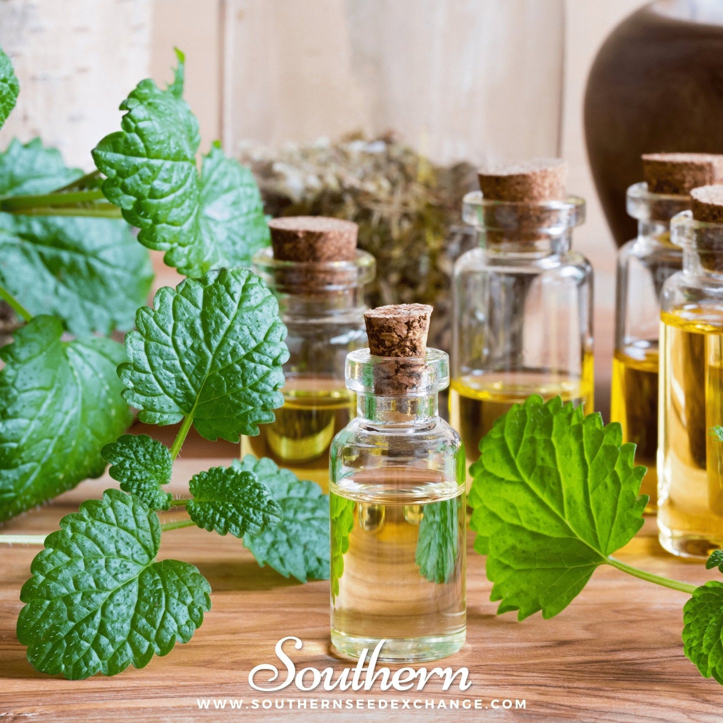 Lemon Balm plant with green leaves, 100 seeds from Southern Seeds for growing Melissa officinalis in a garden or pot.