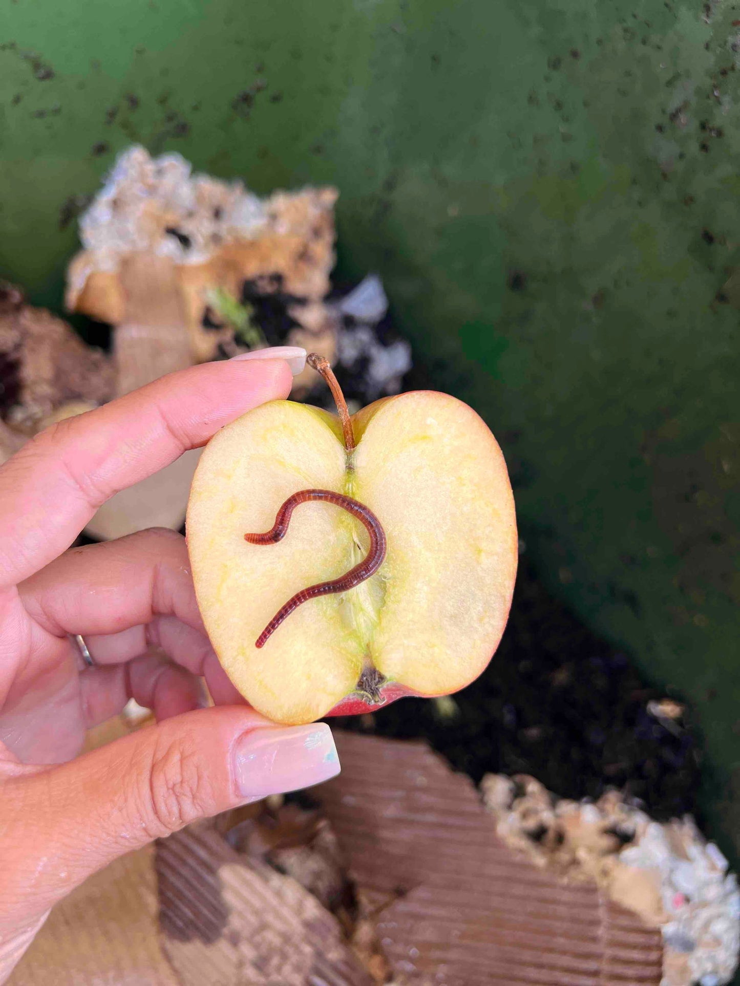 Photo shows a hand holding a halved red apple with a red worm on top of it over a compost bin with cardboard and dark soil visible.