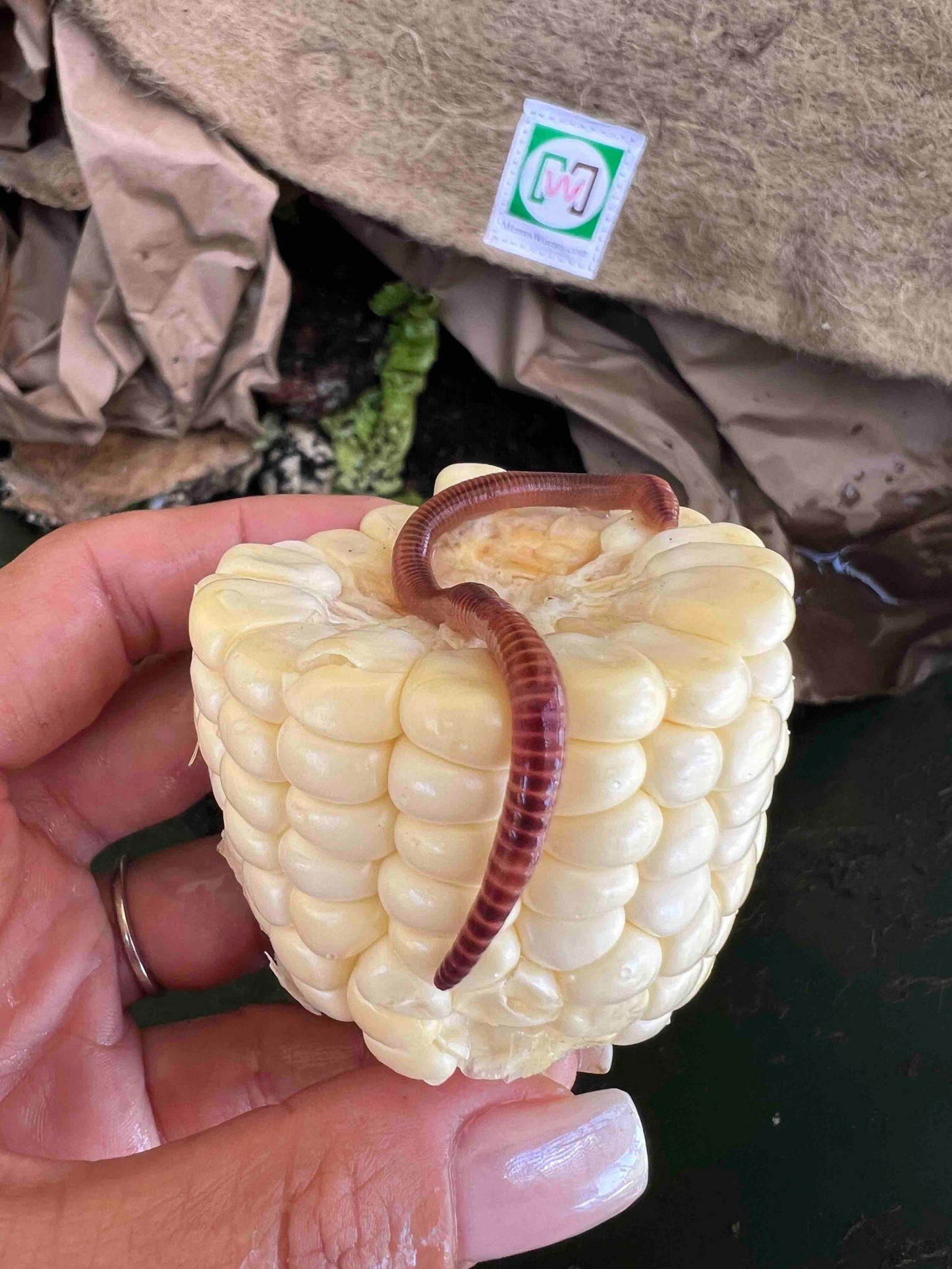 Pure European Nightcrawler composting worms from Meme's Worms for organic composting, shown in a 1 lb bag.
