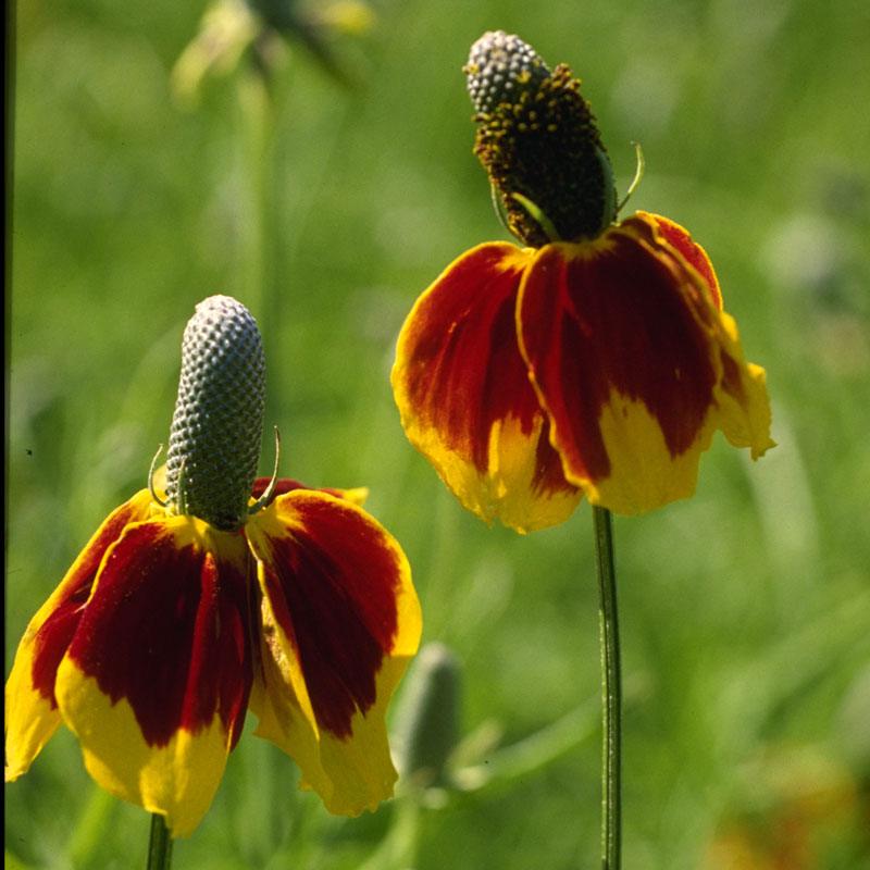 Pack of Grow Organic Mexican Hat flower seeds with vibrant red and yellow blossoms, ideal for garden planting.