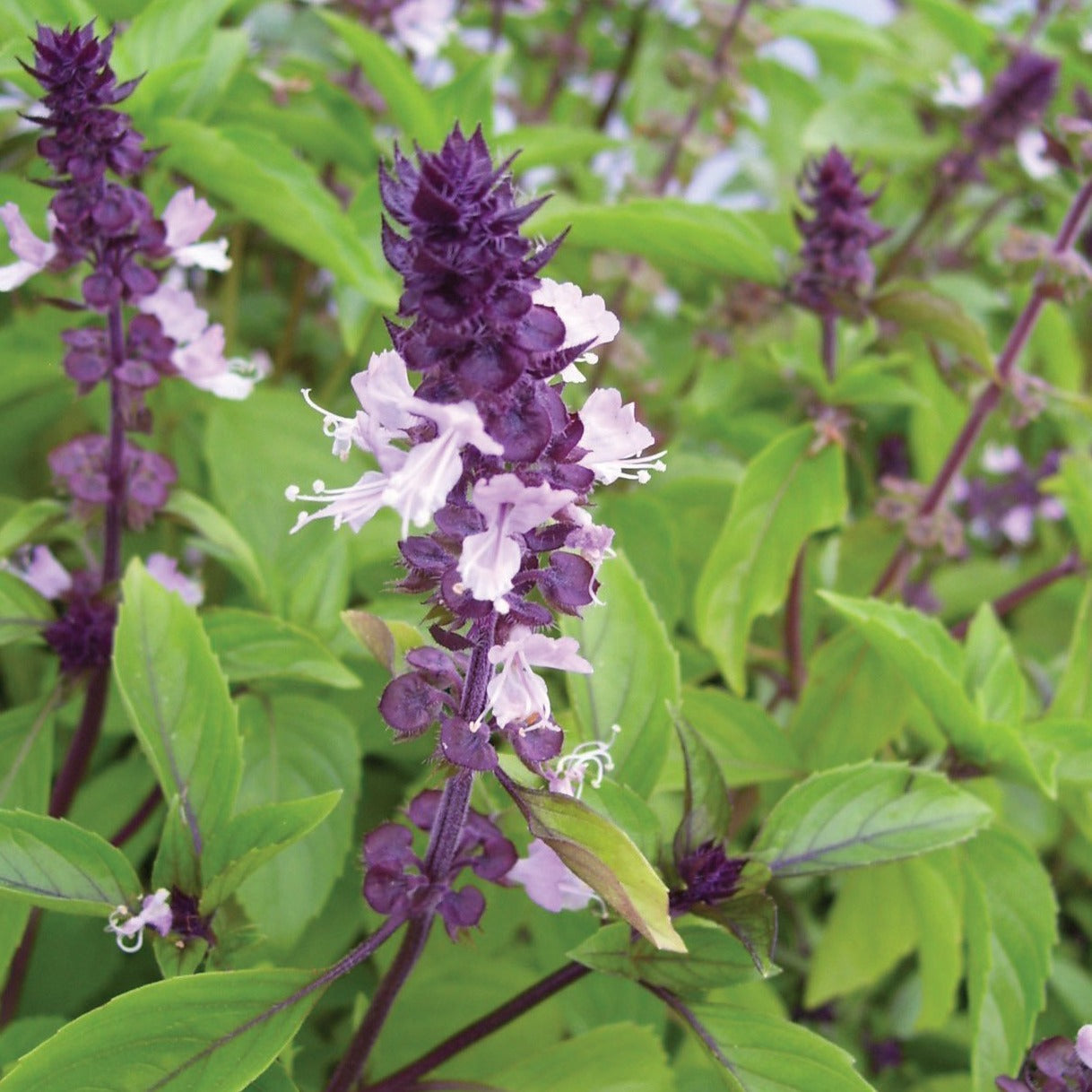 Cinnamon basil plant from MIgardener with green leaves and cinnamon-scented aroma, fresh herb for culinary use.
