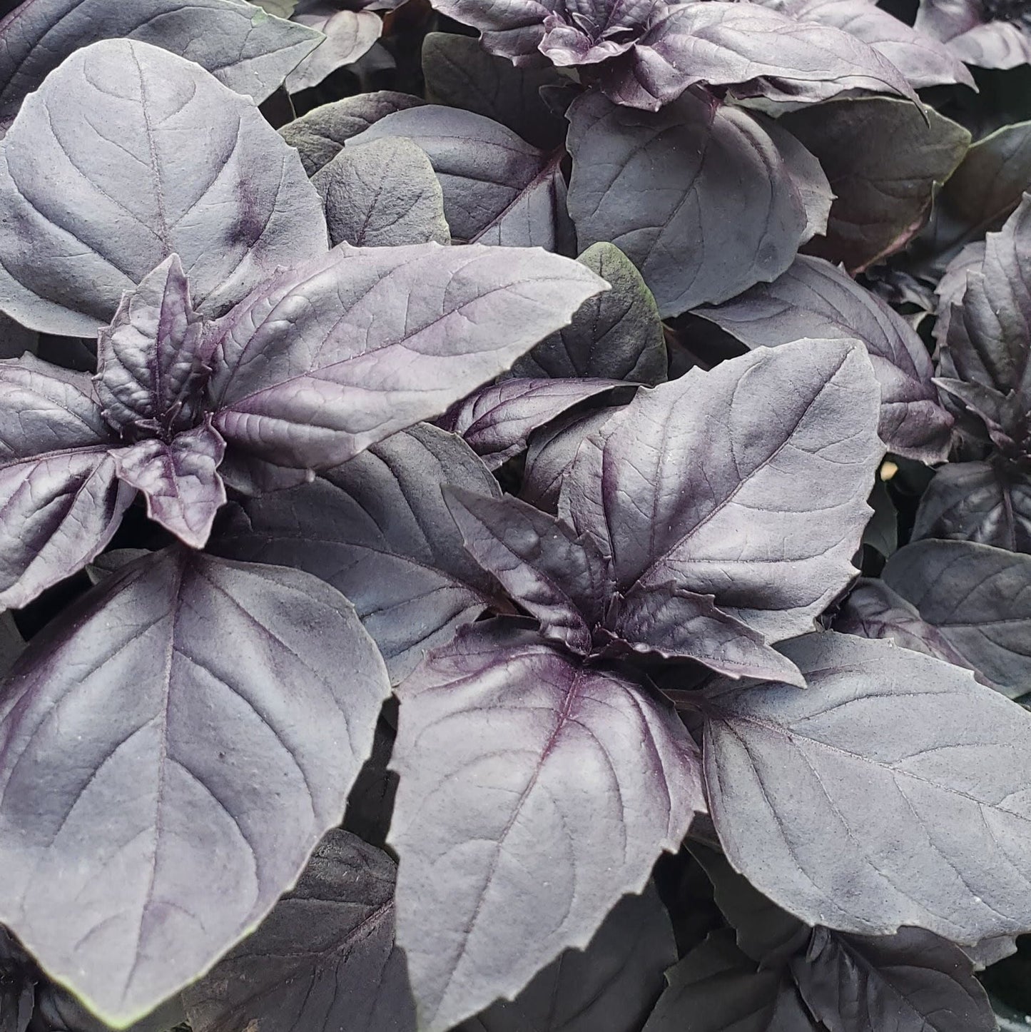 Dark Opal Basil - Blessings Grow Meadows