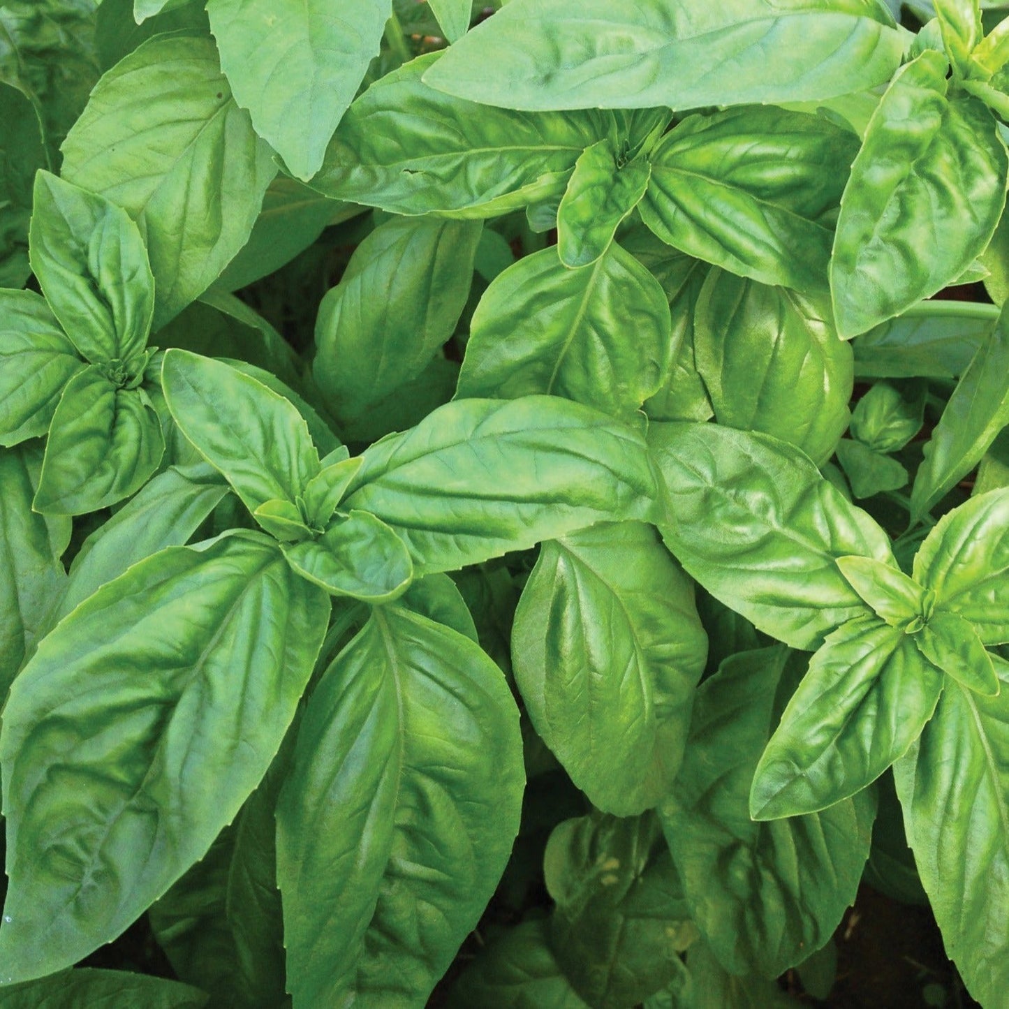 Fresh Italian Large Leaf Basil from MIgardener, showcasing vibrant green basil leaves with large, aromatic foliage.