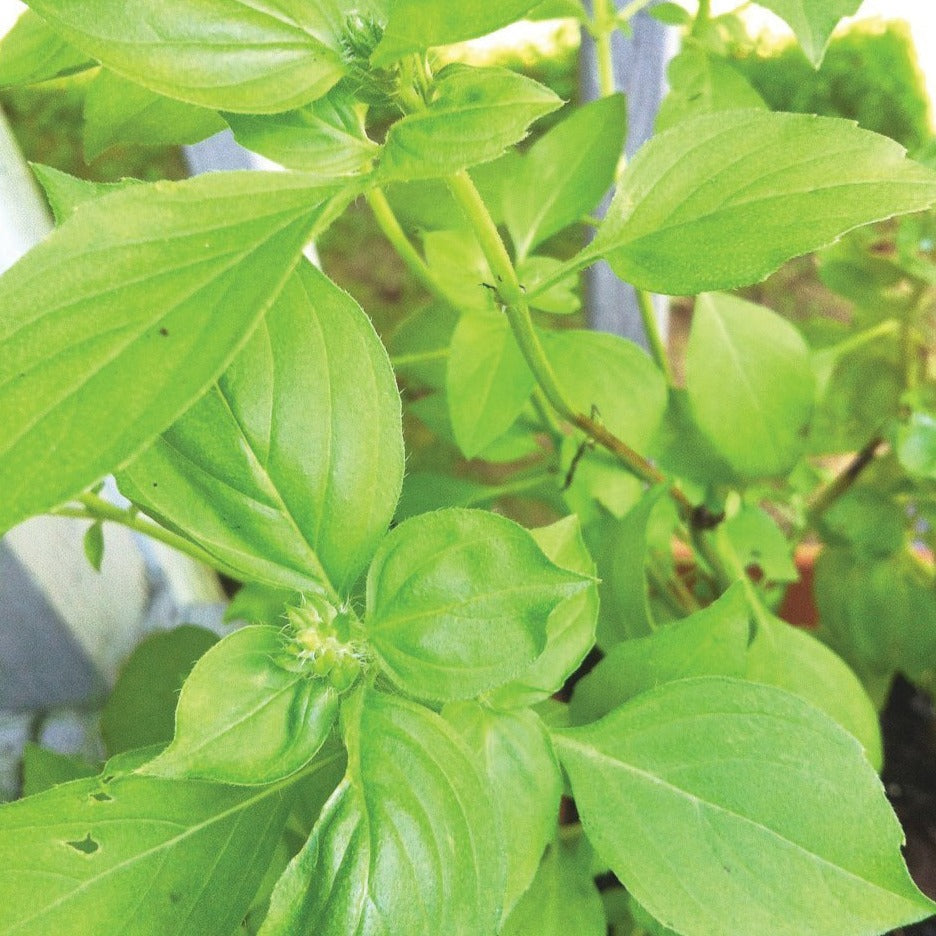 Fresh lime basil plant from MIgardener, showcasing vibrant green leaves and aromatic basil herb on healthy stems.