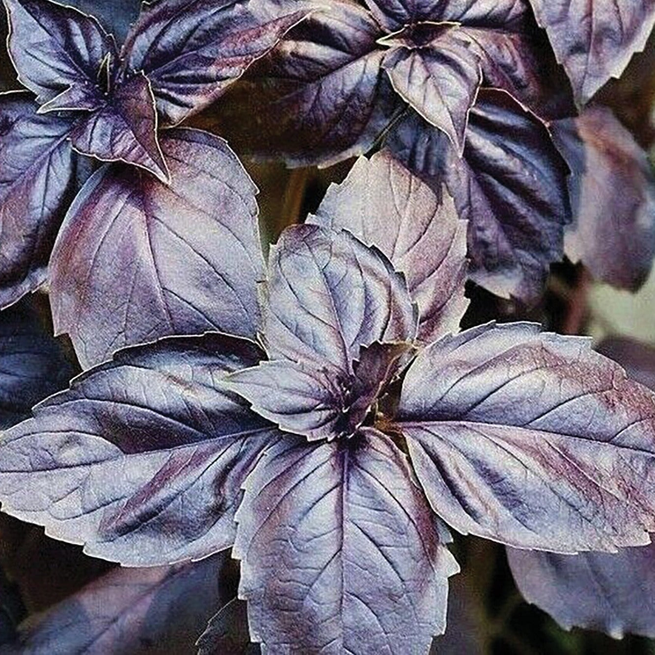 Red Rubin Basil plant by MIgardener with vibrant red and green leaves, fresh herbs for culinary use.
