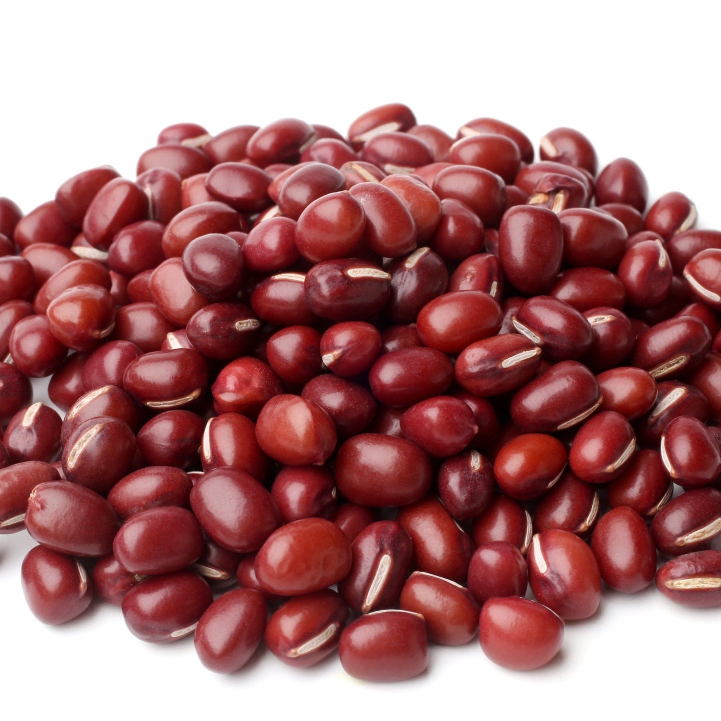 Adzuki bean bush plant by MIgardener with green leaves and small red beans visible in the image.
