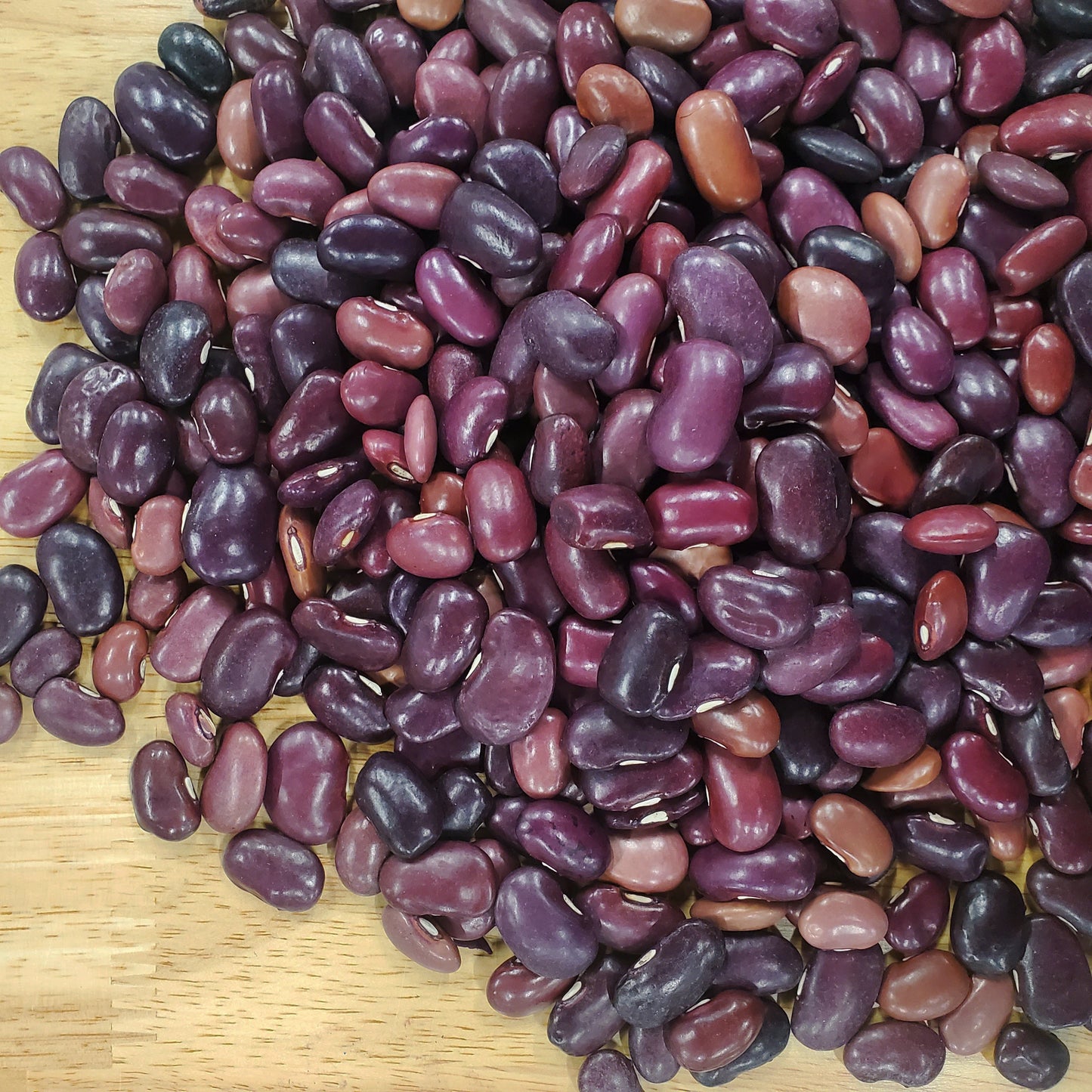 Fresh Ayocote Morado bean from MIgardener, showcasing vibrant purple beans in a close-up view.