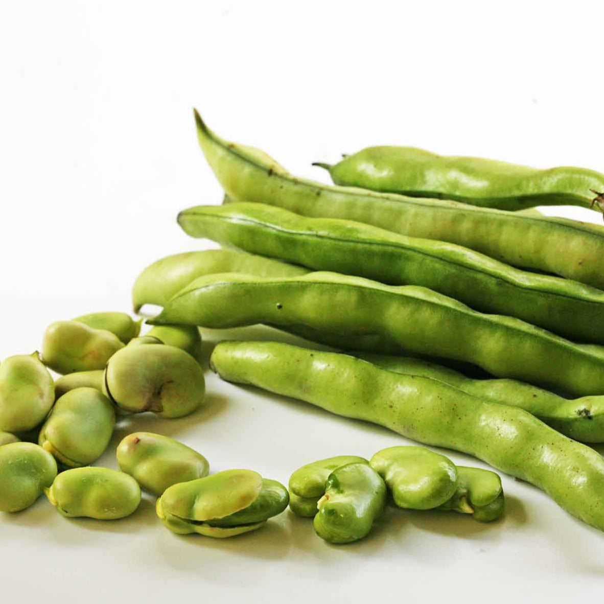 Broad Windsor Fava Bean bush from MIgardener, showing healthy green bean plants with elongated beans growing on the bush.