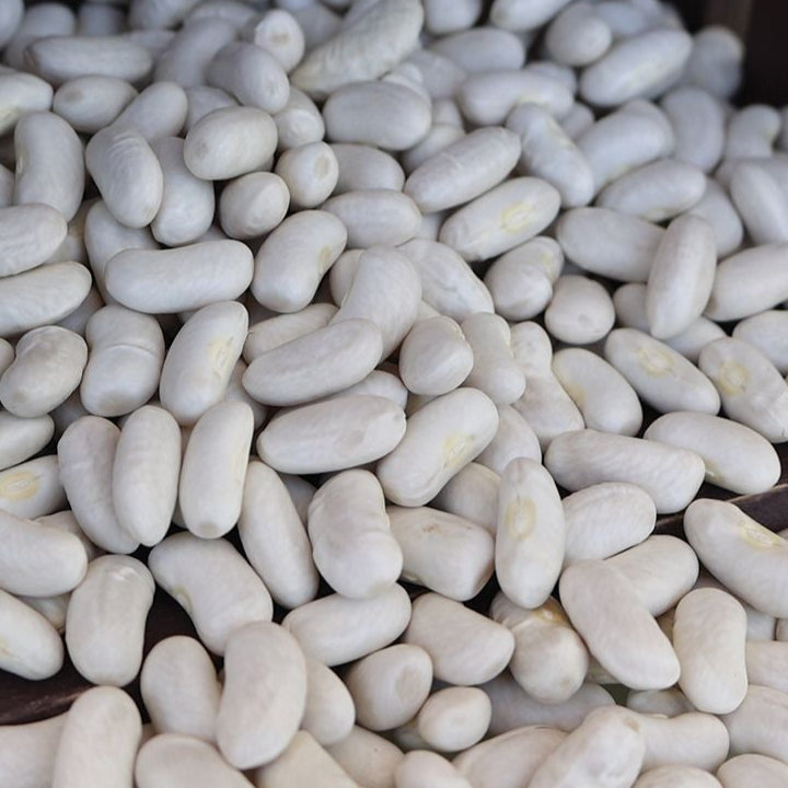 Bush Cannellini bean plant from MIgardener with green leaves and developing white beans in a garden setting.