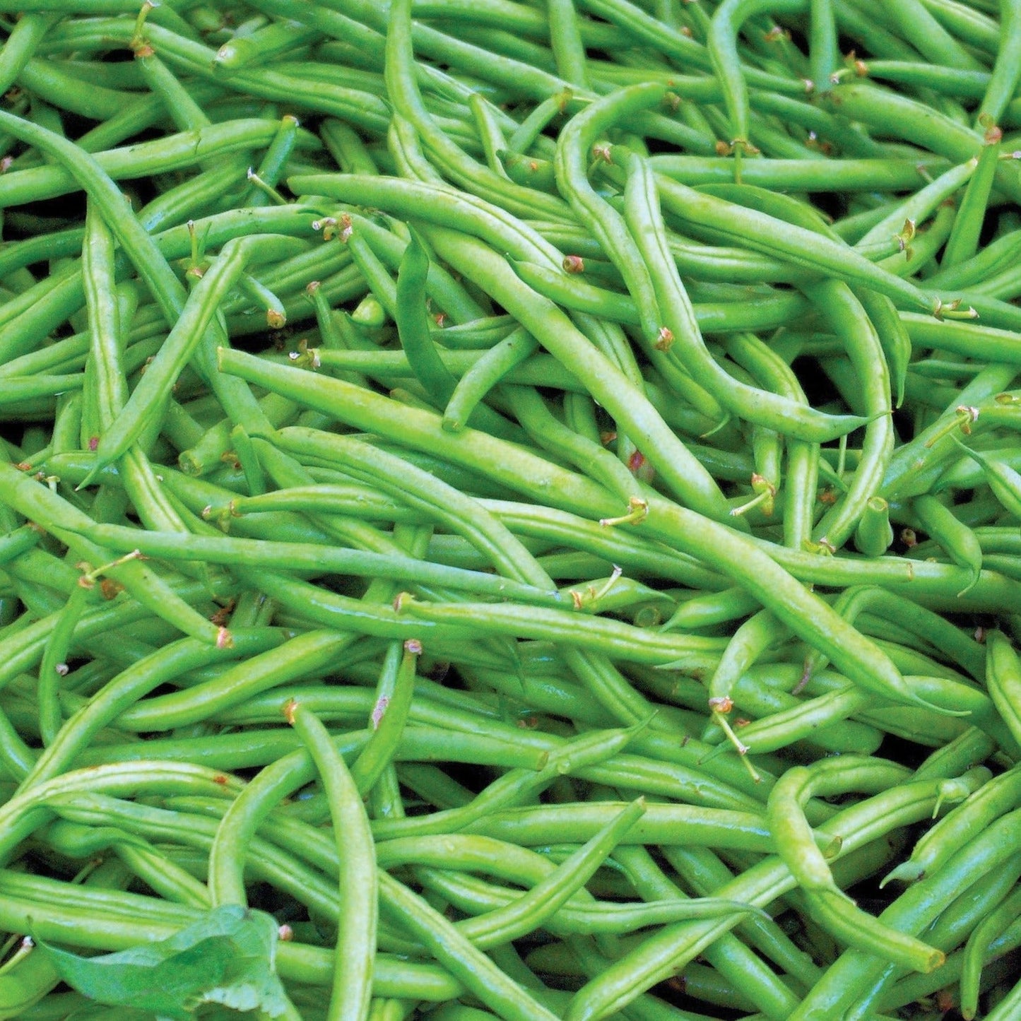 Contender Bush Bean by MIgardener showing healthy green bean plants growing in a garden bed