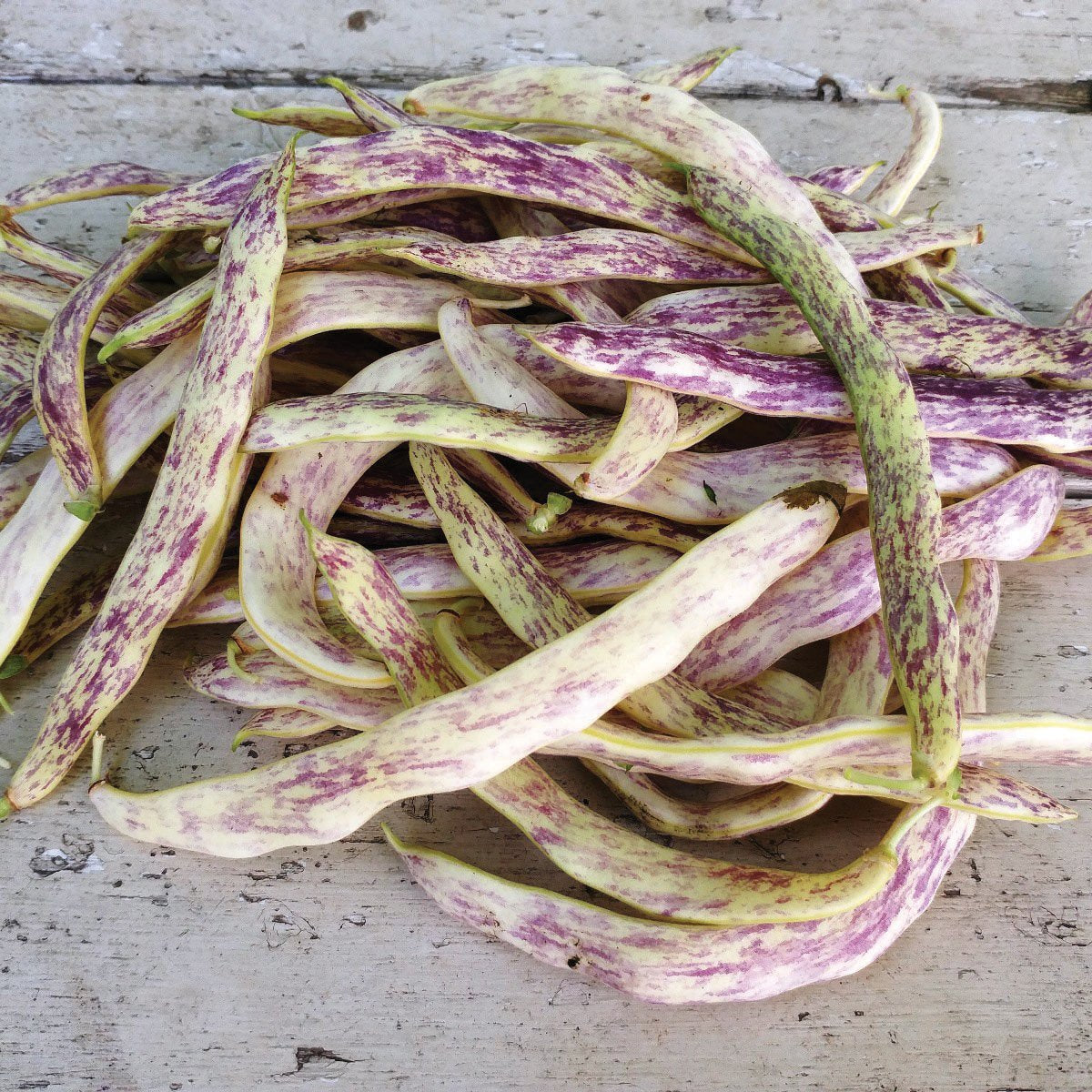 MIgardener Dragon's Tongue Bean bush, vibrant green and yellow beans growing on a lush plant, ready for harvest.