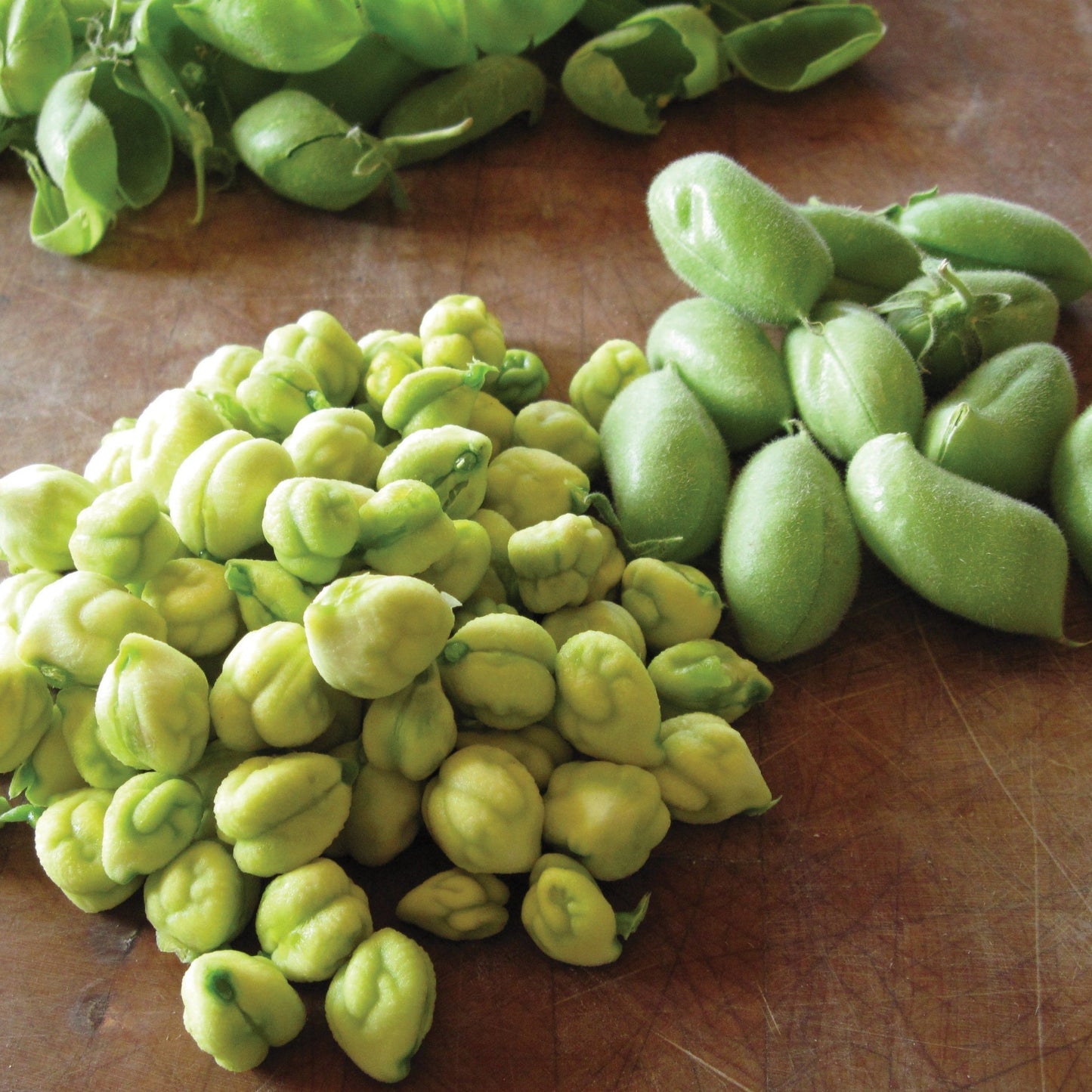 Bush garbanzo bean plant by MIgardener with green leaves and developing pods, ready for harvest in a garden setting.