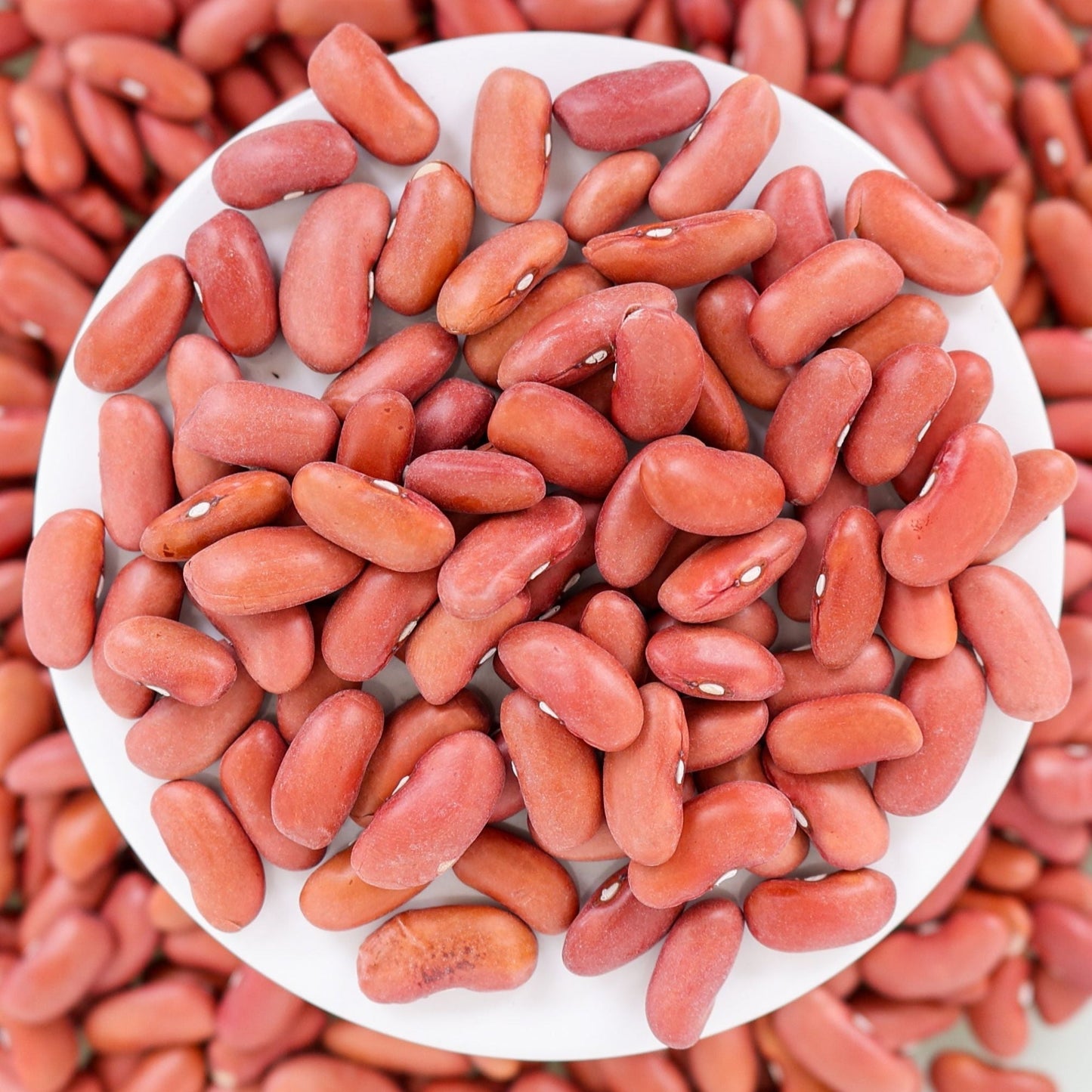 Light red kidney bean plant from MIgardener, showing bushy bean plant with vibrant red beans and green foliage.